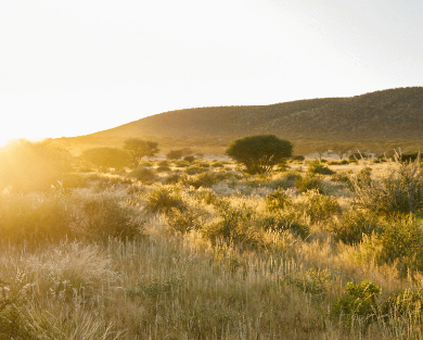 beautiful view of the golden meadow under sunlight namibia