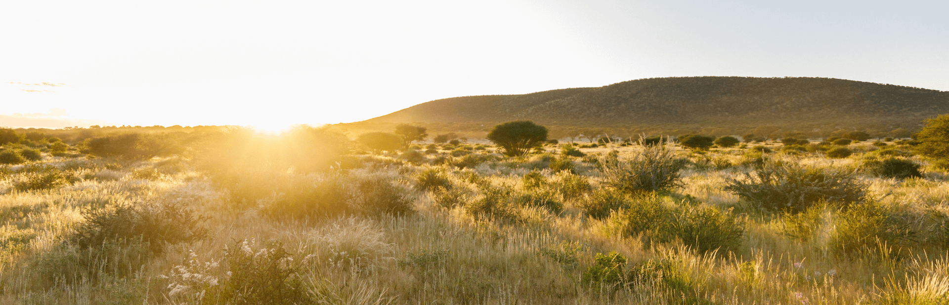 beautiful view of the golden meadow under sunlight