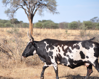 meat cow whispering dunes african